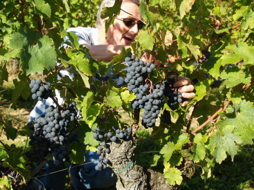 L’Expérience Vin de Gourmet Odyssey permet d’entrer dans les coulisses de l’élaboration d’un vin
