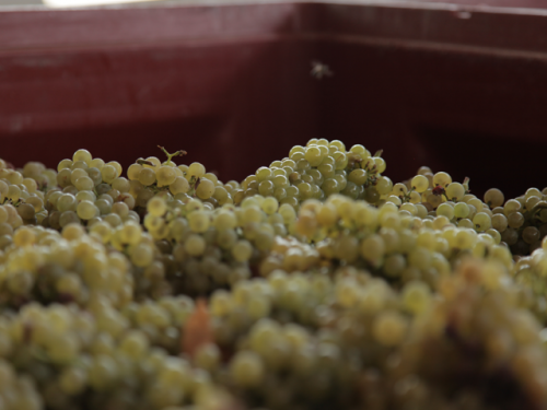 vendanges-2016-chez-sieur-darques-2