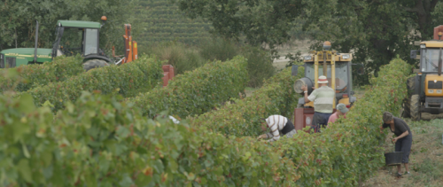 vendanges 2016 chez Sieur d'Arques