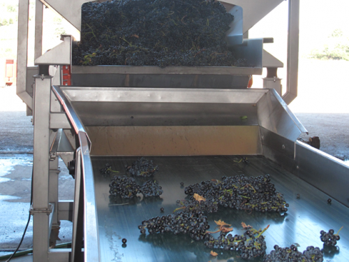 vendanges 2016 chez Sieur d'Arques raisins rouges