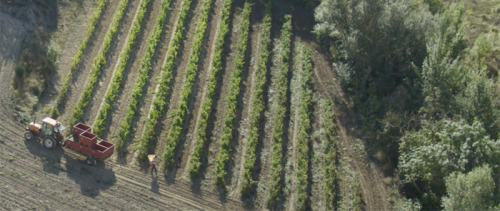 vendanges 2016 chez Sieur d'Arques