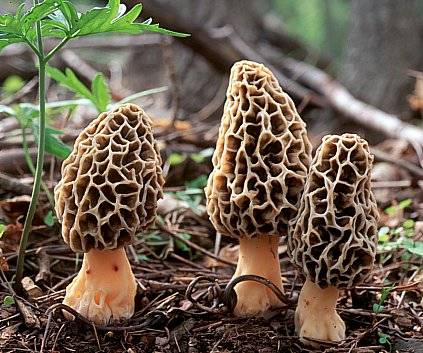 champignon morilles