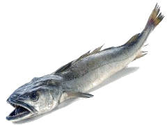 merlu